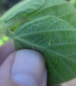 soybean aphids